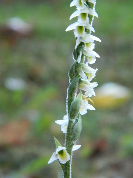 Spiranthes spiralis